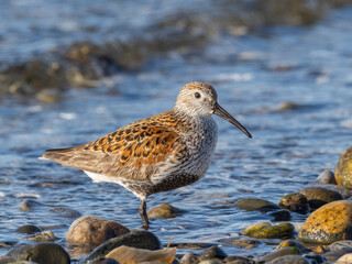 Close up of an adult Dunlin in alternate summer plumage in bright sunlight with blue water background