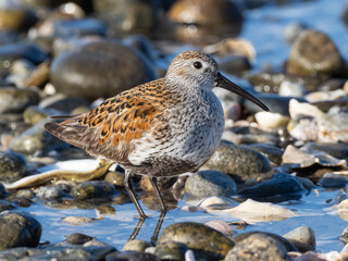 An adult Dunlin in alternate summer plumage feeding at the shoreline