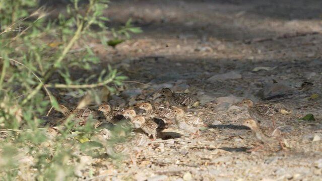 California quail chicks running across a dirt road to towards cover in the brush in Utah.