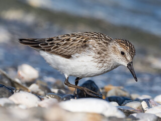 Close up of an adult Semi-palmated Sandpiper in alternate summer plumage feeding at the water's edge