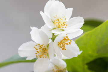 Obraz premium Jasmine flower. Close-up. Beauty in nature
