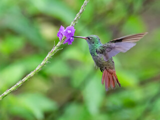 rufous-tailed hummingbird