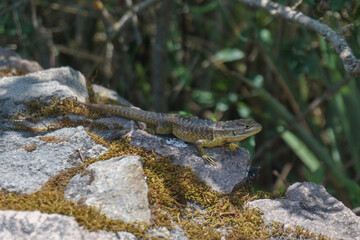 Lizard on the rock