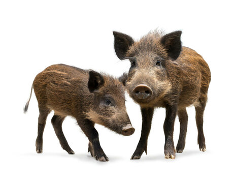 Frischlinge Wildschwein isoliert auf wei&szlig;en Hintergrund, Freisteller