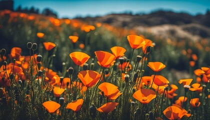 Obraz premium California Poppy And Blue Sky