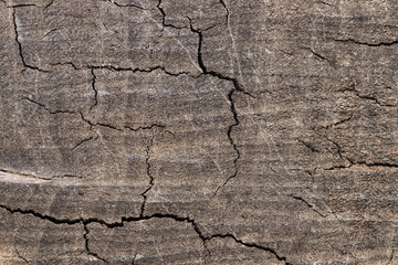 the texture of a gray-hued tree in close-up