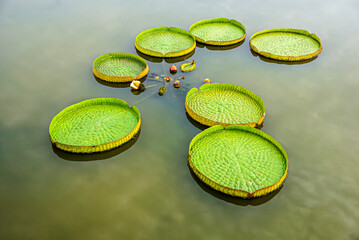 Victoria water lily has magnificent large leaves and colorful flowers that bloom only at night.