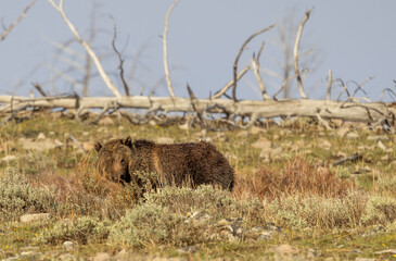 Grizzly Bear in Yellowstone National Park Wyoming in Springtime