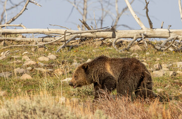 Grizzly Bear in Yellowstone National Park Wyoming in Springtime