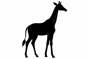 giraffe silhouette, giraffe vector silhouettes isolated on a white background, Wild animals silhouette, giraffe
