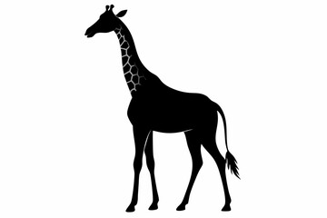 giraffe silhouette, giraffe vector silhouettes isolated on a white background, Wild animals silhouette, giraffe
