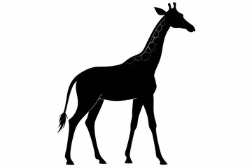 giraffe silhouette, giraffe vector silhouettes isolated on a white background, Wild animals silhouette, giraffe
