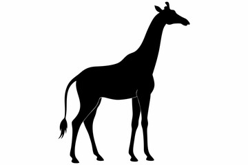 giraffe silhouette, giraffe vector silhouettes isolated on a white background, Wild animals silhouette, giraffe
