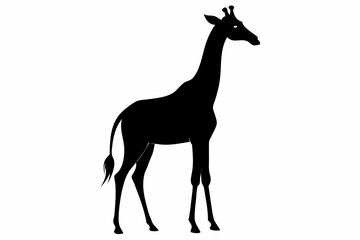 giraffe silhouette, giraffe vector silhouettes isolated on a white background, Wild animals silhouette, giraffe
