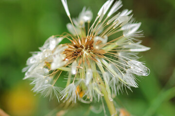 dandelion seeds are thrown in the wind