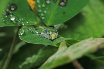 water drops macro photo on grass