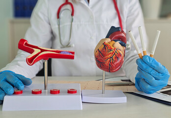 Doctor Holding Cigarettes Near Models of a Heart and Artery
