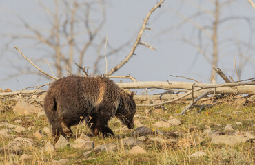Grizzly Bear in Yellowstone National Park in Spring