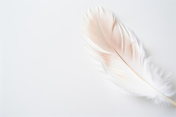 Fototapeta premium Close-up of a delicate white feather on a light background, showcasing natural beauty and softness.