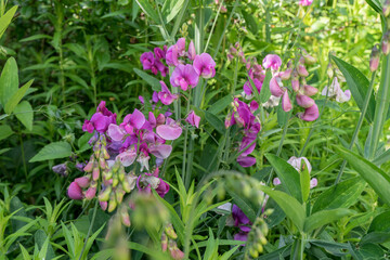 Close-up of a pink flowering broad-leaved sweet pea, Lathyrus latifolius 