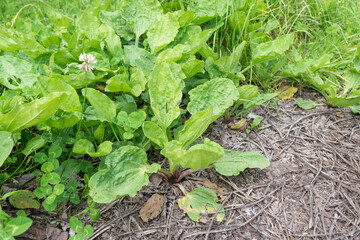 Close-up of a broadleaf plantain plant Plantago major on the side of the road