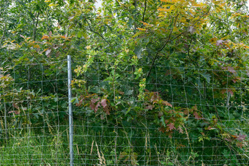 Fototapeta premium Fenced-in commercial forest with young deciduous trees