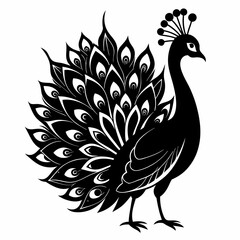 Fototapeta premium Peacock black silhouette