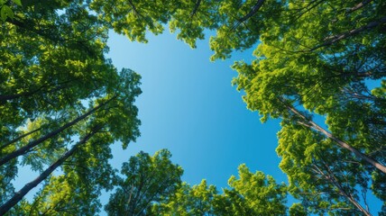 Fototapeta premium Tall Green Trees Forming a Circular Canopy Against a Clear Blue Sky, Representing Nature's Serenity and Environmental Harmony
