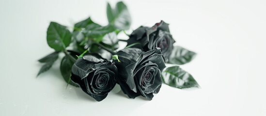 Black roses on white background