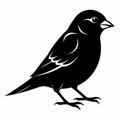 Sparrow black silhouette