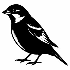Sparrow black silhouette