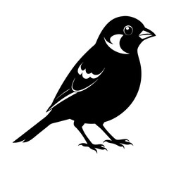 Sparrow black silhouette