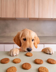 labrador retriever puppy looking at some tempting cookies