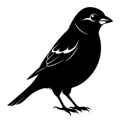 Sparrow black silhouette