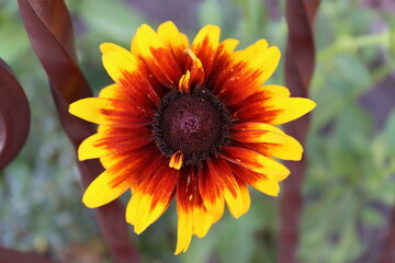 A close-up of a Gaillardia flower with bright yellow petals and a red center, with a blurred fence in the background.