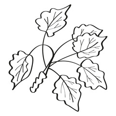 Autumn summer twig sprout of ash plant with leaves and drawn with one black line outline for decoration pattern. Flat doodle style. Vector illustration.