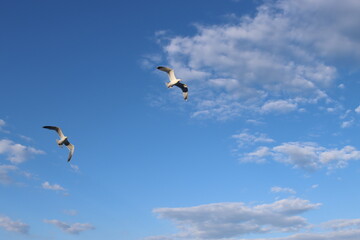A photo of two seagulls with white and gray feathers flying together in a clear blue sky.