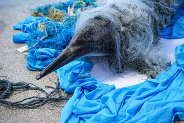 Bottlenose dolphin model entangled in a discarded fishing net on sandy beach. © surasak