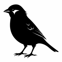 Sparrow black silhouette