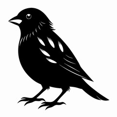 Sparrow black silhouette