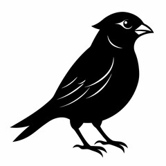 Sparrow black silhouette
