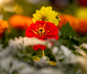  The Best Beautiful Red Flower