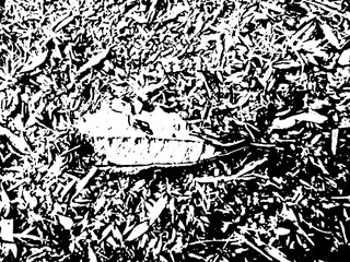 fallen leaf on the lawn. leaf on the lawn, in black and white. garden details in black and white. black and white sheets.