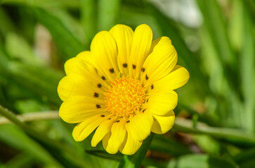 Gazania Linearis flower on pot in farm