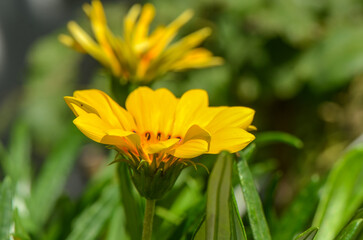 Flower of Gazania Linearis against green grass in spring garden,