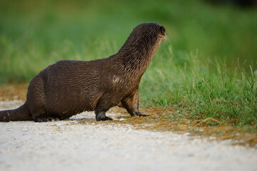 River otter on the run. 