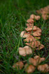 Pilz