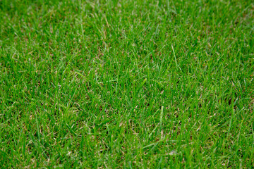 Gras 