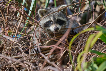 Raccoon in a palm tree