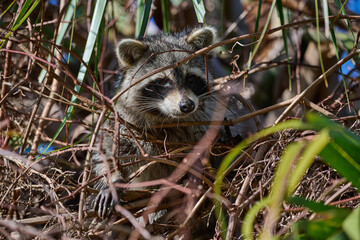 Raccoon in a palm tree